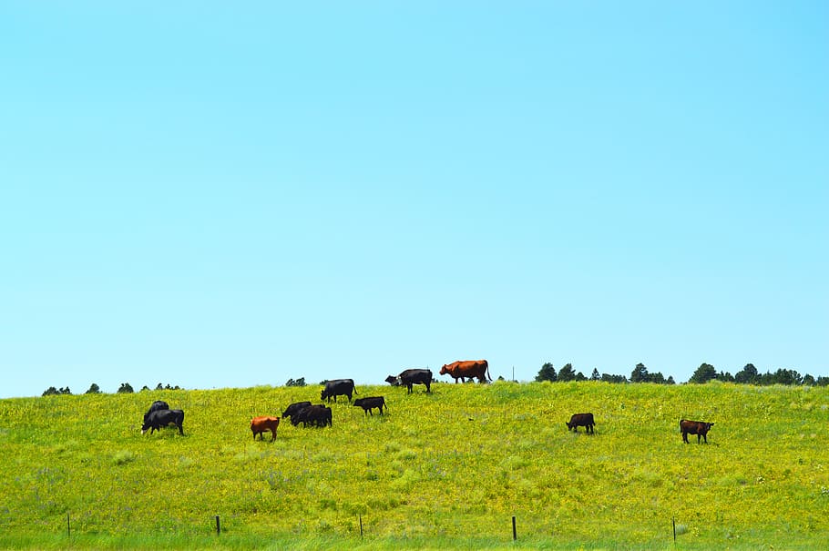 cows, grass, rural, farm, livestock, cattle, agriculture, countryside HD wallpaper