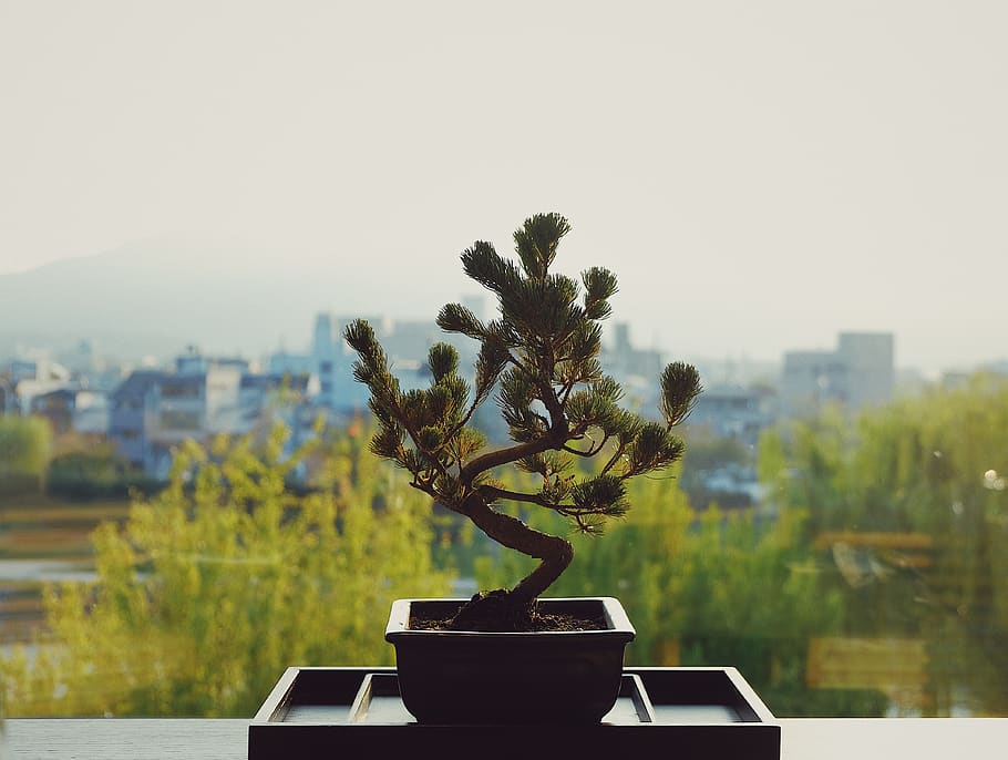 bonsai tree, plant, growth, nature, architecture, focus on foreground HD wallpaper