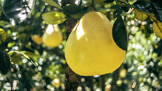 pear fruit, plant, citrus fruit, food, grapefruit, produce, pomelo HD wallpaper