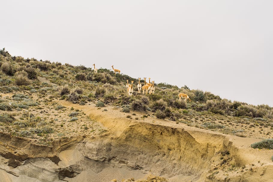 mountain, cliff, deer, buck, sand, animal, environment, animal themes HD wallpaper