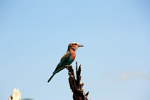 bird, animal, bee eater, jay, bluebird, blue jay, south luangwa national park HD wallpaper