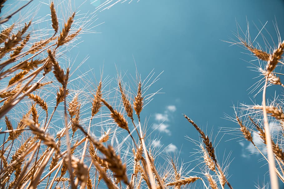 Wheat Field, bug's eye view, cereal, corn, farmers, fields, flowers HD wallpaper