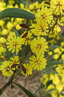 wattle, flower, spring, australian native, flora, nature, plant HD wallpaper
