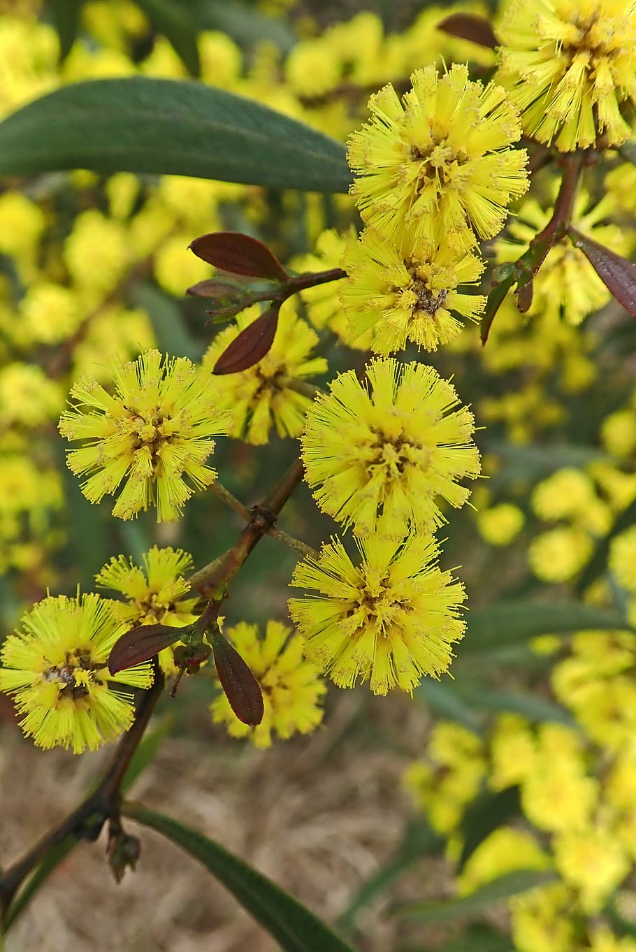 Australian wattle | Spoonflower