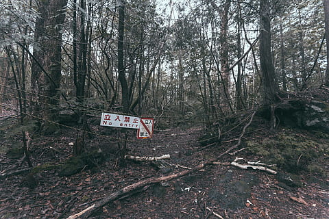 forest, dark, death, black, no entry, stop, halt, faint, weak HD wallpaper