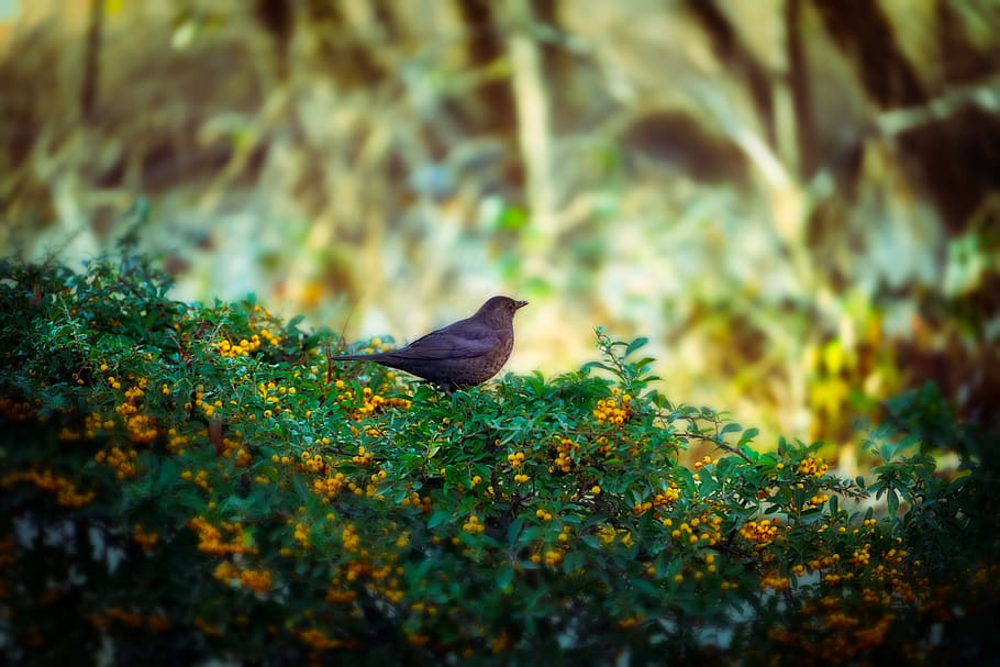 bird, hedge, nature, winter, cold, animal, vertebrate, animal themes HD wallpaper