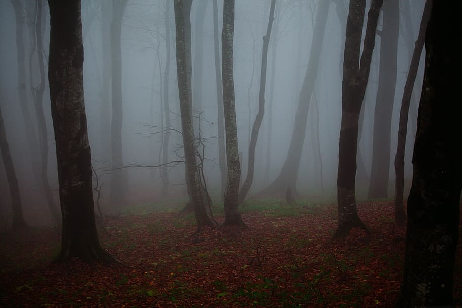 tall trees covered with fogs, trunk, tree trunk, forest, land HD wallpaper
