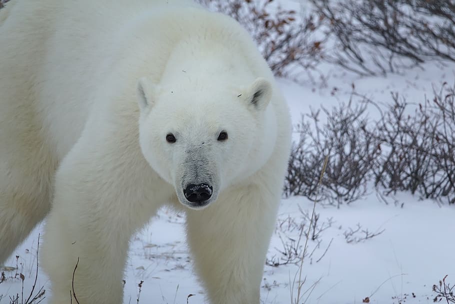 polar bear, arctic, winter, snow, animal, animal themes, mammal HD wallpaper