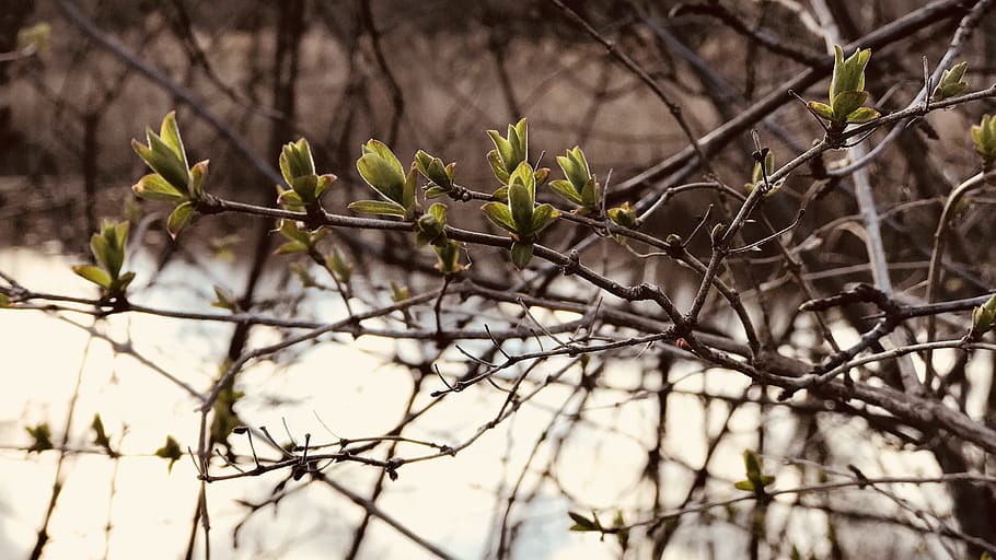 spring, nature, flowering, landscape, plant, tree, growth, branch HD wallpaper