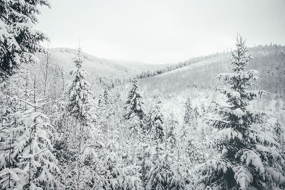 snow covered pine trees, plant, fir, abies, conifer, nature, ice HD wallpaper