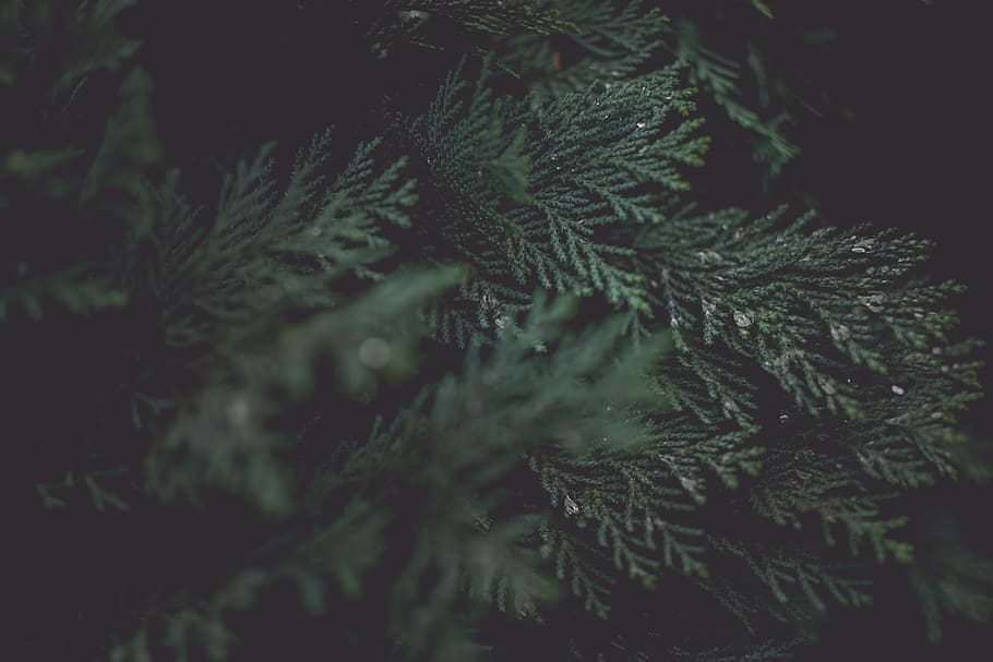 tree, xmas, christmass, green, needles, plant, selective focus HD wallpaper