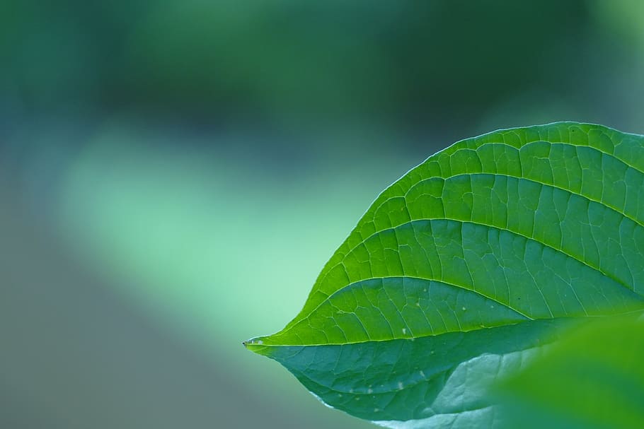 leaf, nature, green, plant, background, spring, summer, relaxation HD wallpaper
