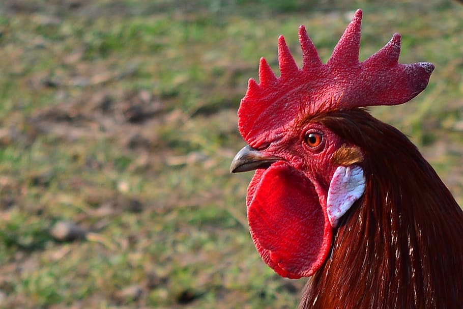 bird, hahn, poultry, cockscomb, pride, animal themes, chicken - bird HD wallpaper
