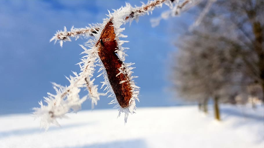 winter, hoarfrost, leaf, frozen, avenue, cold temperature, plant HD wallpaper