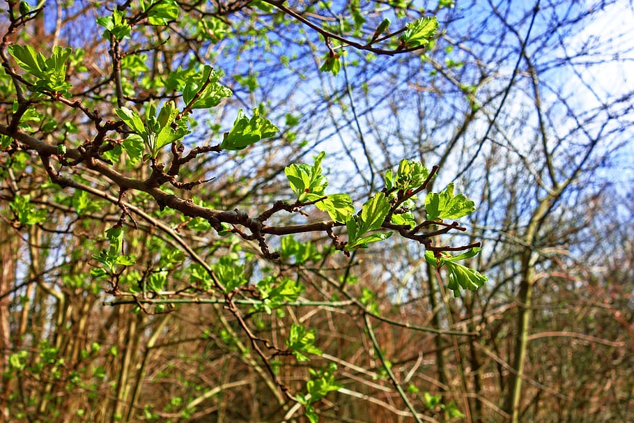branch, leaf, budding, buds, leaf out, new leaves, spring time HD wallpaper