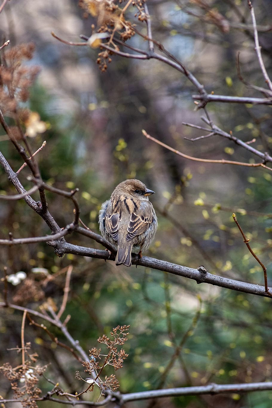 brown bird perching on twig, vertebrate, tree, animal, animal themes HD wallpaper