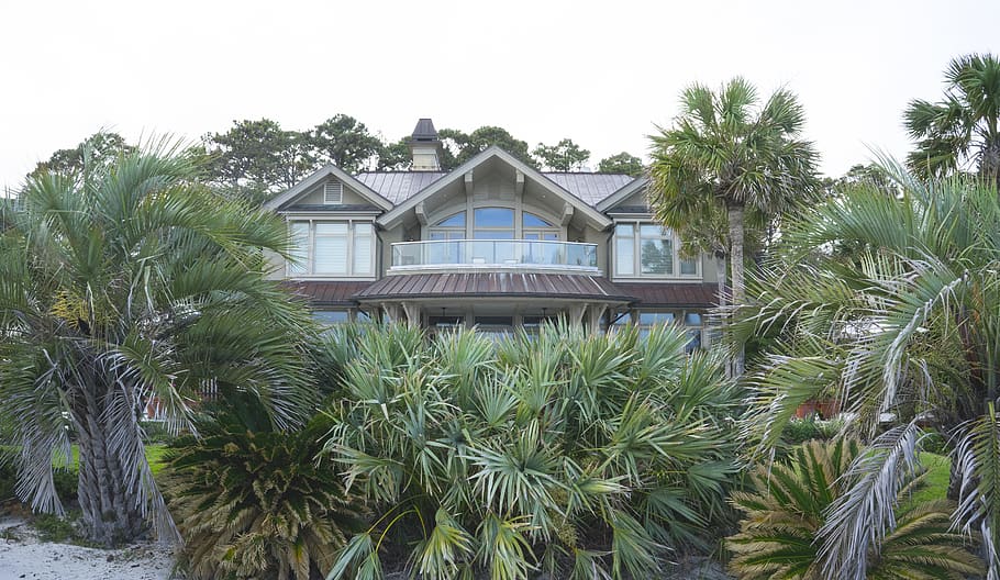 HD wallpaper united states, hilton head island, palm, palmetto, tree