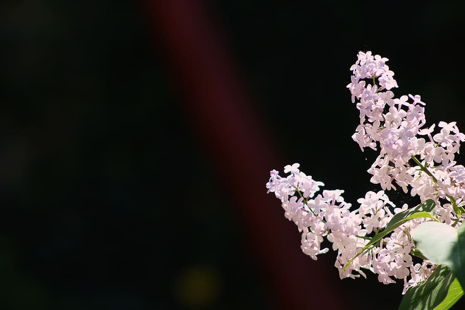 without, lilac, lilac flower, the background, wallpaper, flourishing without, HD wallpaper
