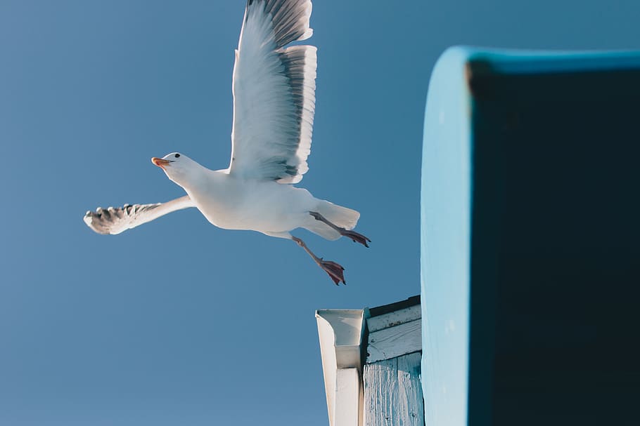 bird, flying, dom, post, peer, seagull, beach, tropic, tropical HD wallpaper