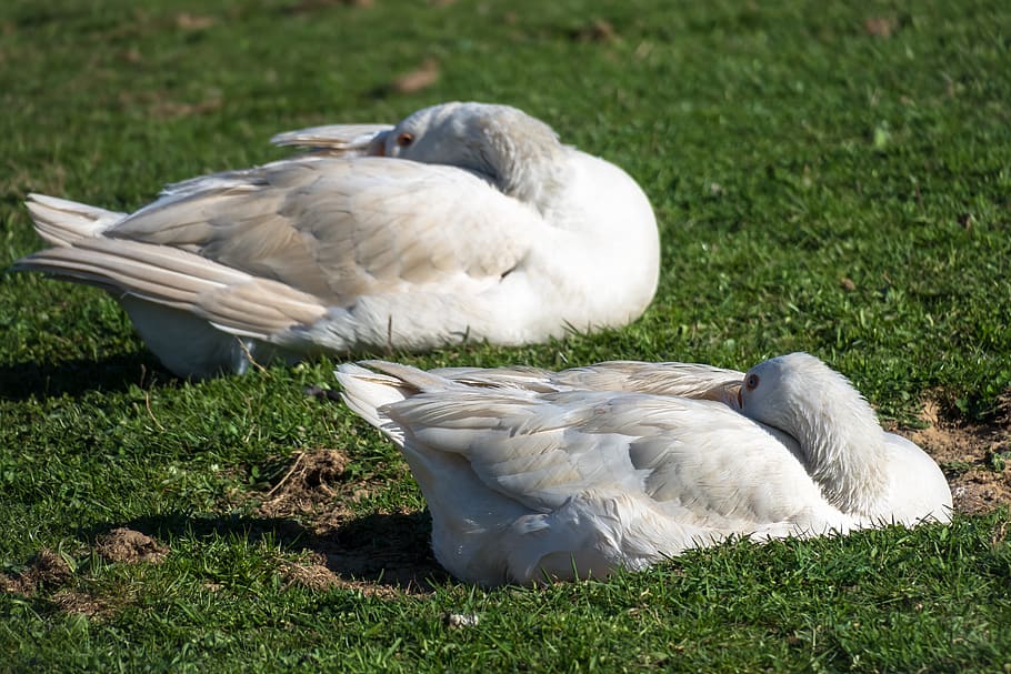 goose, sleep, rest, relax, chill out, synchronous, sun, plumage HD wallpaper