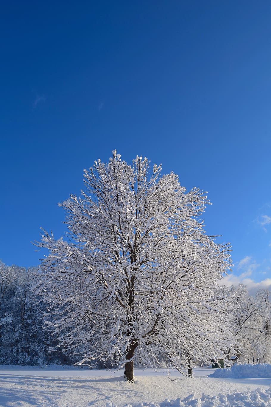 snow, tree, winter, cold, frost, nature, white, season, covered HD wallpaper