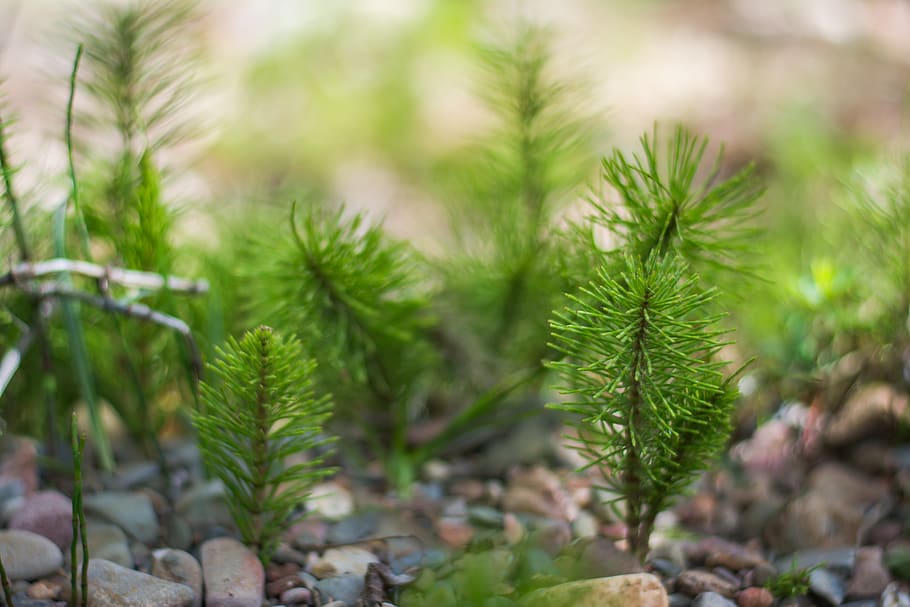 tree, trees, mini trees, mini forest, green, yellow, nature HD wallpaper
