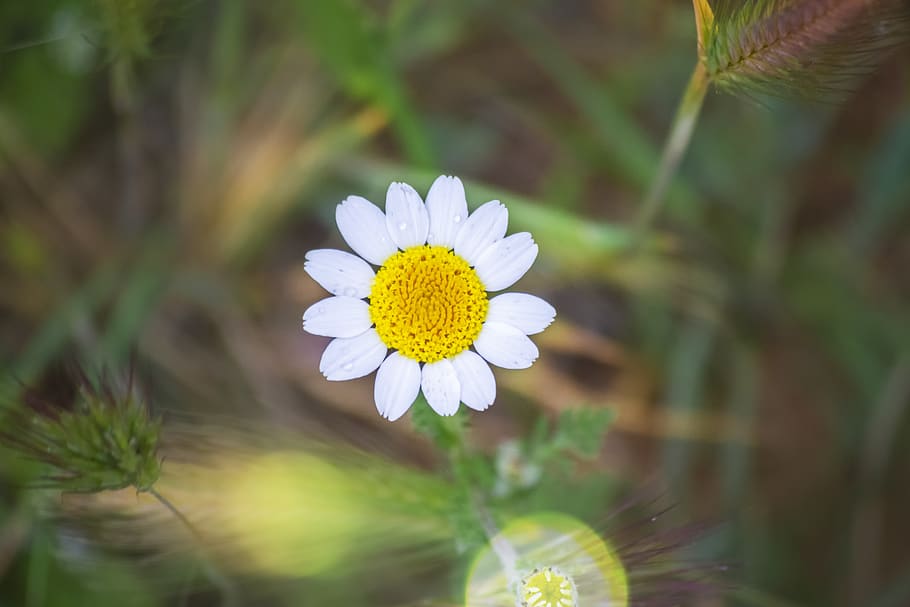 spring, flower, daisy, plant, nature, garden, flowering plant HD wallpaper
