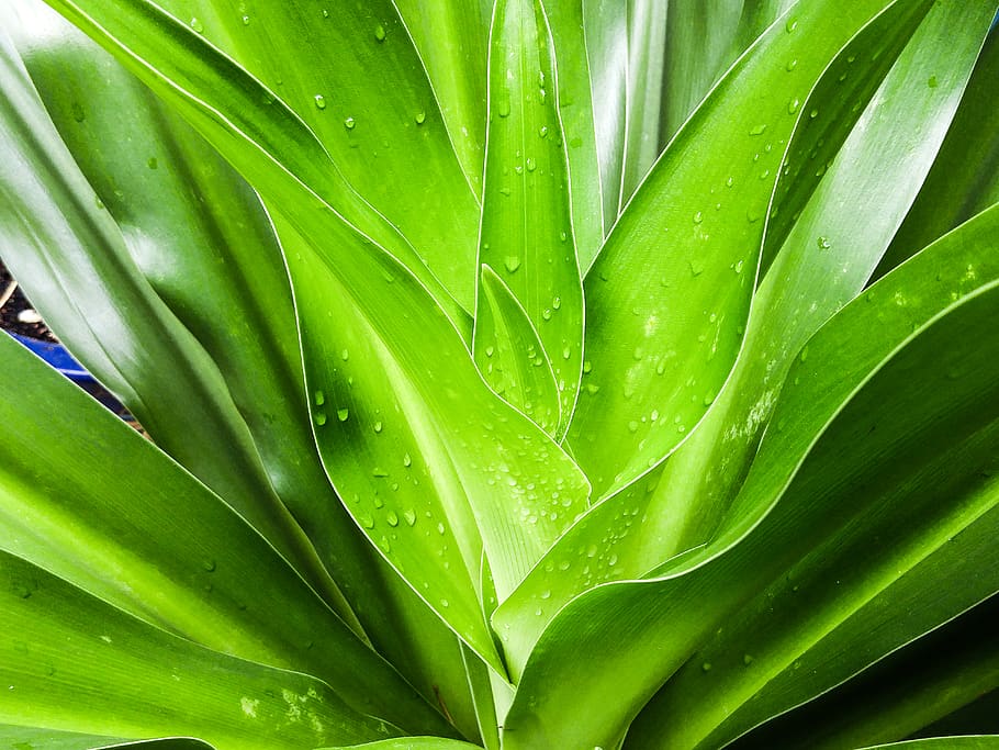 Close Up Photo Of Leaves With Droplets, 4k wallpaper, close-up HD wallpaper