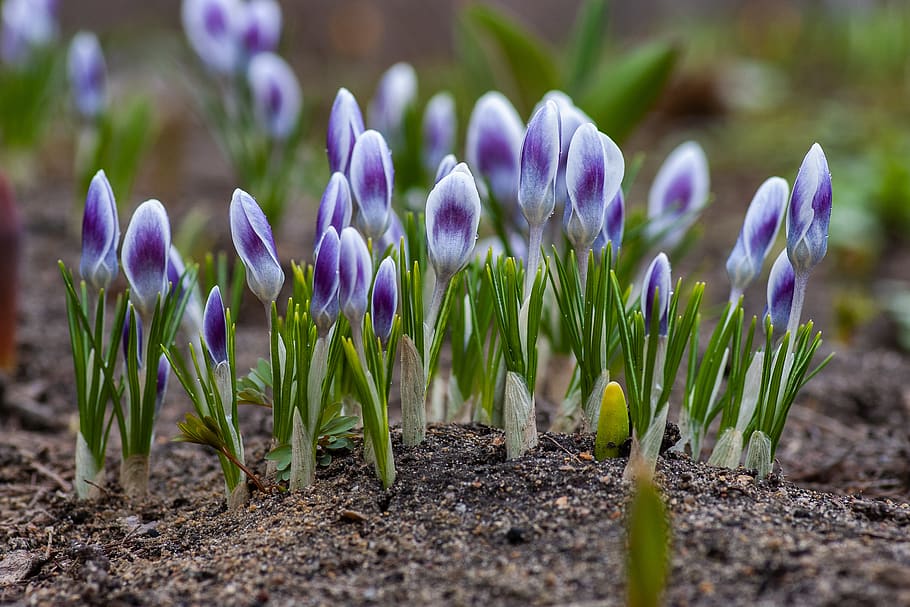 plant, flower, growth, flowering plant, fragility, freshness HD wallpaper