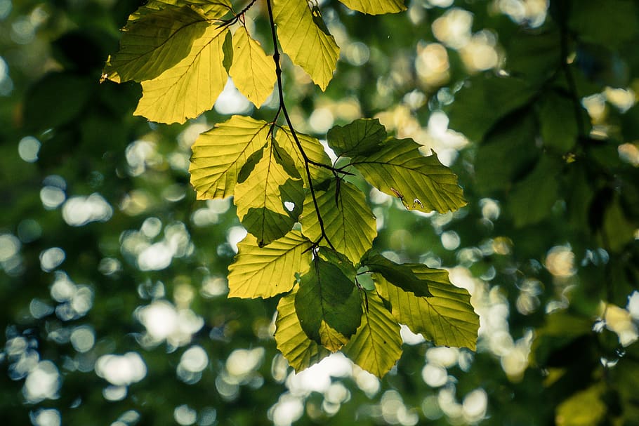 leaf, tree, green, nature, foliage, forest, plant part, growth HD wallpaper