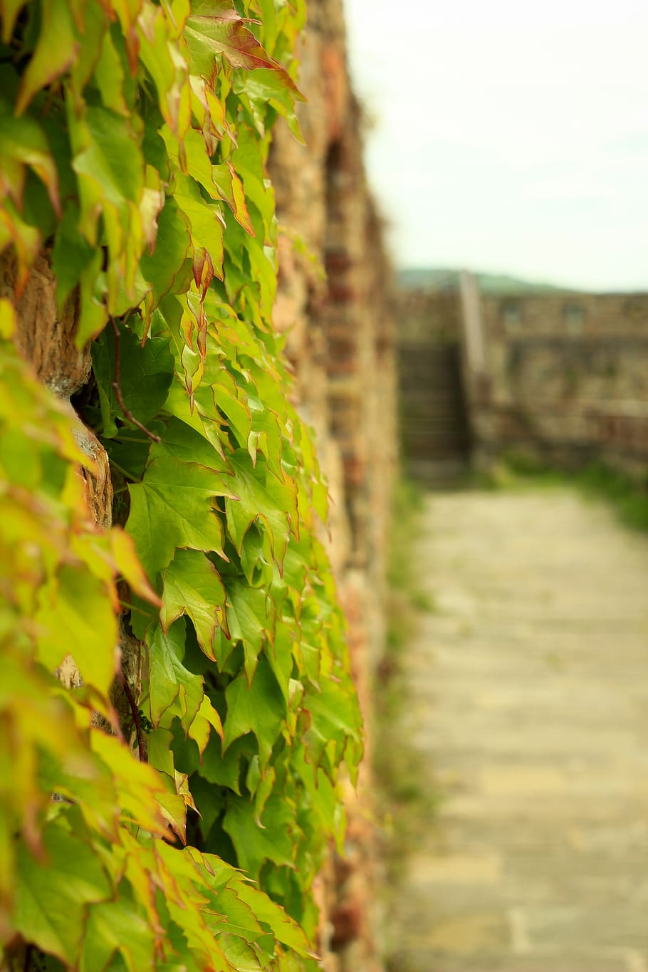 slovenia, ljubljana, castle, stairs, blur, green, leaves, path, HD wallpaper