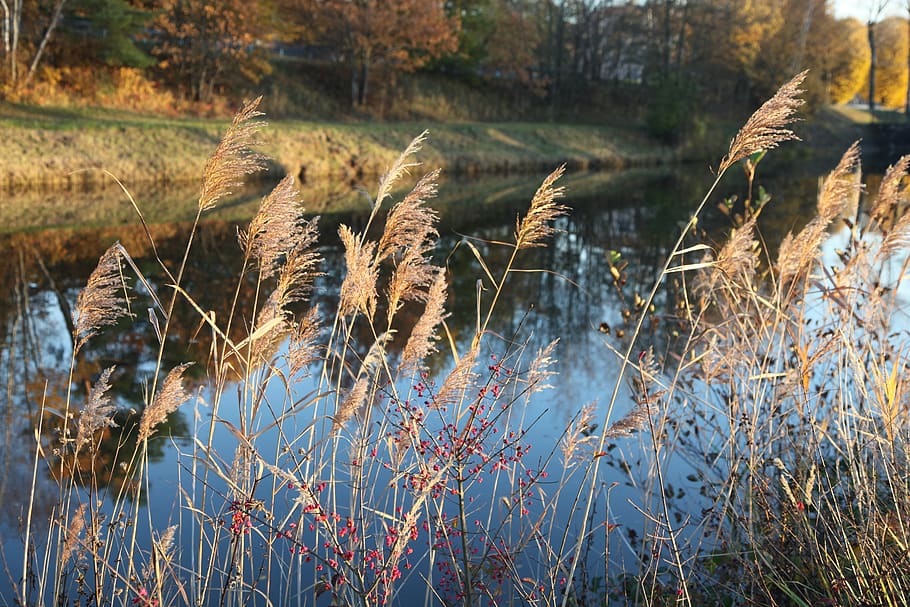 fall, river, landscape, water, environment, wet, plant, growth HD wallpaper