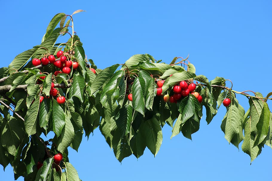 cherries, fruit, sprig, eating, spring, fruiting tree, fruit tree HD wallpaper
