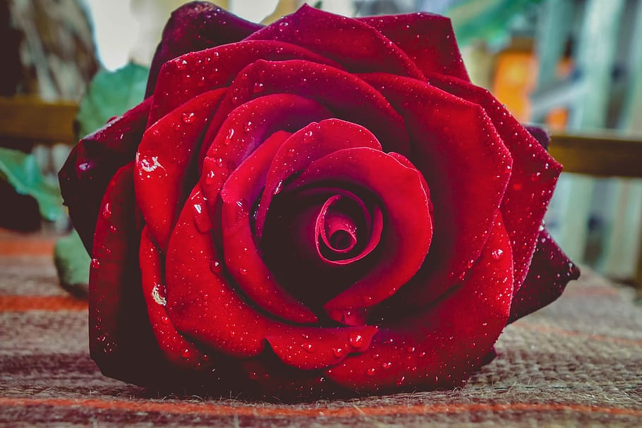 HD wallpaper: rose, flower, red, single