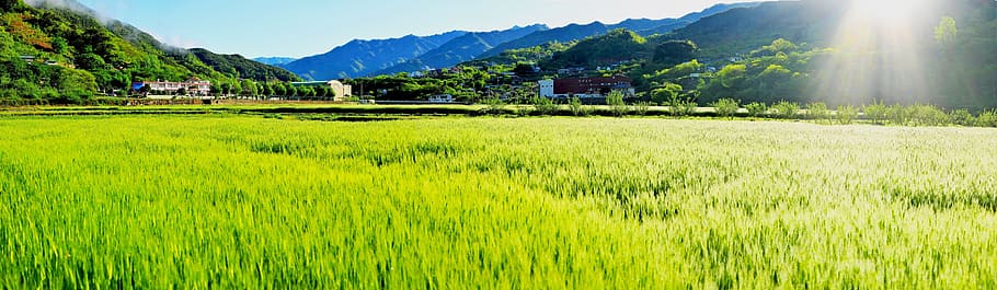 barley field, panorama, jiri, spring, landscape, plant, environment HD wallpaper