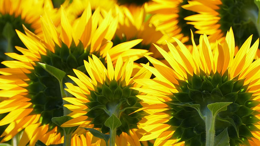 nature, landscape, sunflower, back, agriculture, light, shining HD wallpaper