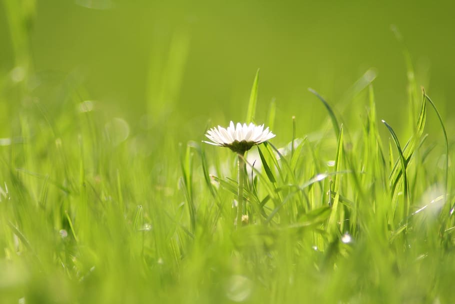 daisy, garden, rush, grass, green, meadow, flower, spring, blossom HD wallpaper