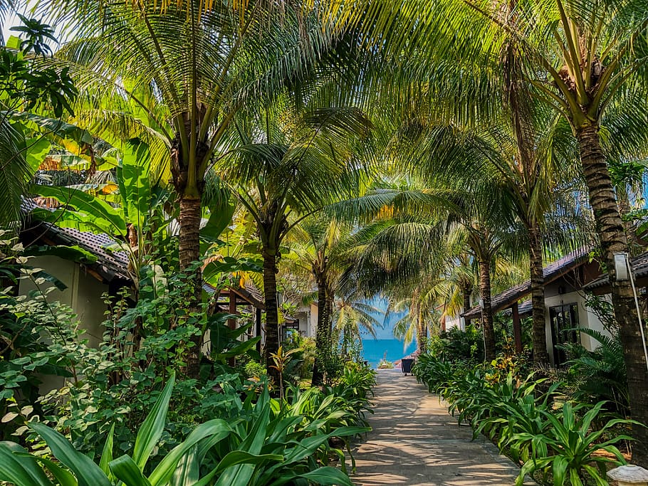 pathway between palm trees during daytime, plant, growth, tropical climate HD wallpaper