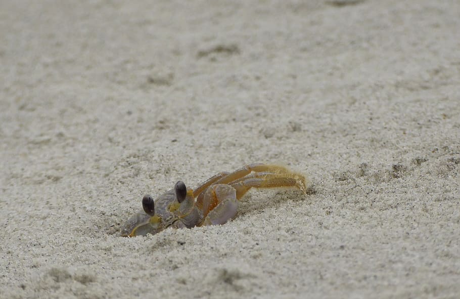 crab, beach, summer, ocean, shore, sand, land, day, animals in the wild HD wallpaper