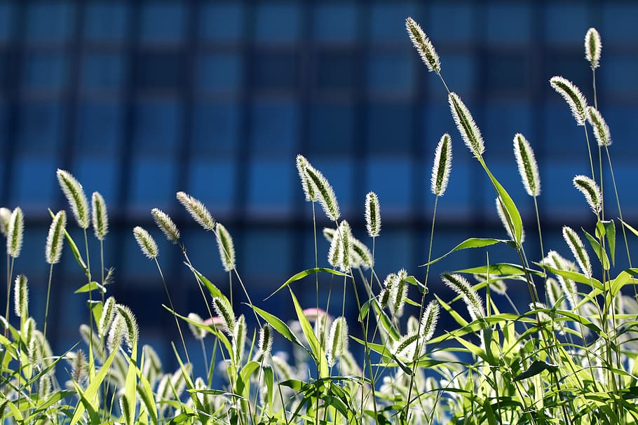 foxtail, pool, light, nature, plants, abstract, landscape, green HD wallpaper