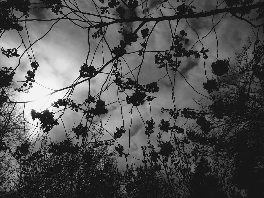 simple, minimal, mono, blacandwhite, bw, sun, plant, tree, growth HD wallpaper