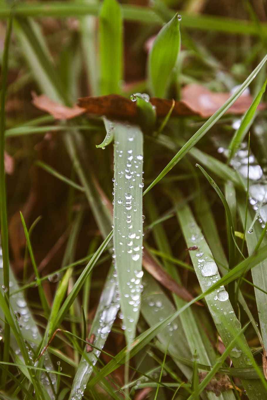plant, grass, moss, vegetation, droplet, leaf, insect, animal HD wallpaper