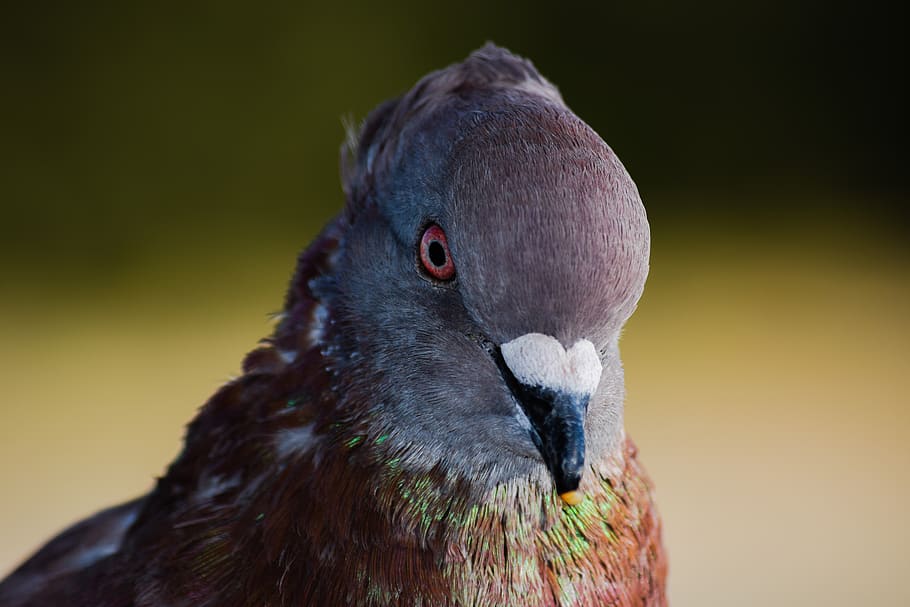 pigeon, bird, head, eye, close up, nature, animal, outdoors HD wallpaper