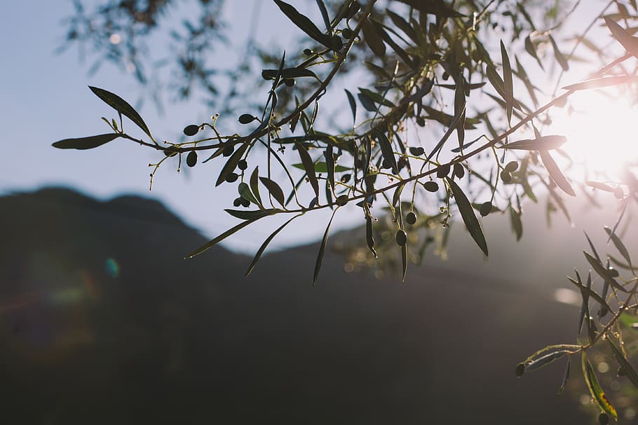 portugal, trees, olive, plant, growth, beauty in nature, no people HD wallpaper