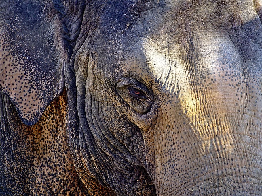 close, closeup, elephant, giant, animal, wild, nature, jungle HD wallpaper