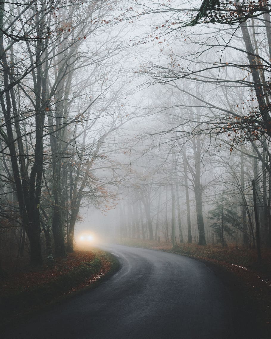 Foggy Asphalt Road, cold, daylight, environment, grass, headlights HD wallpaper