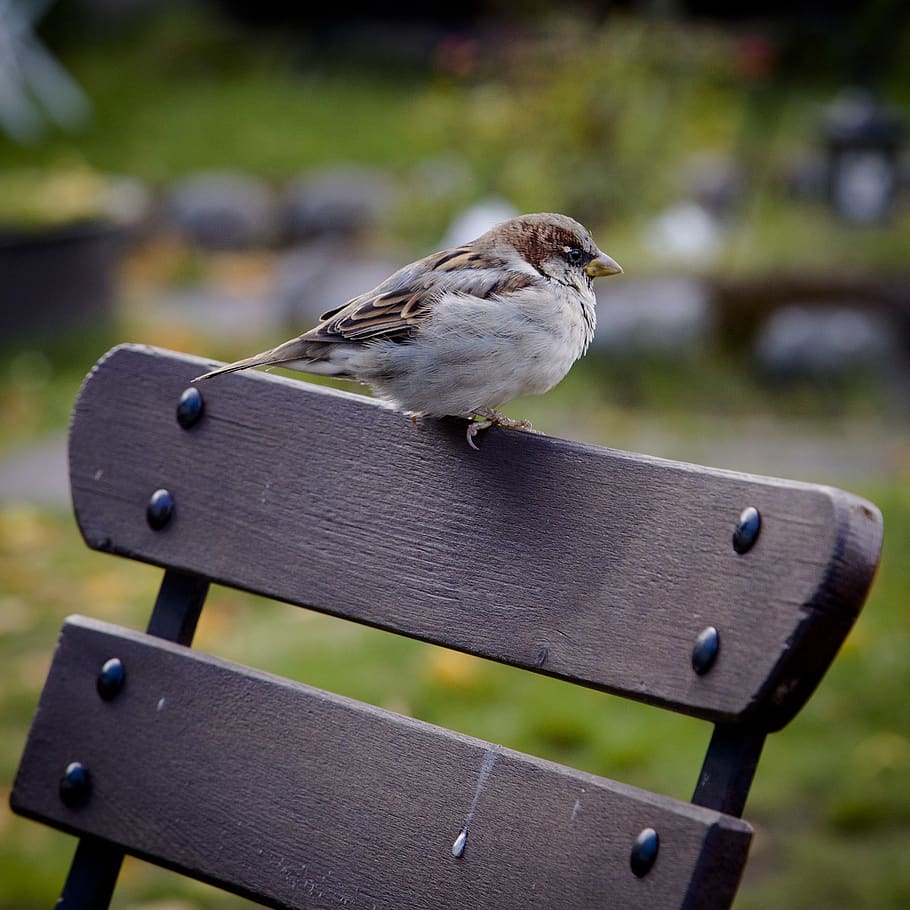White and Brown Bird on Bench, animal, animal themes, focus on foreground HD wallpaper