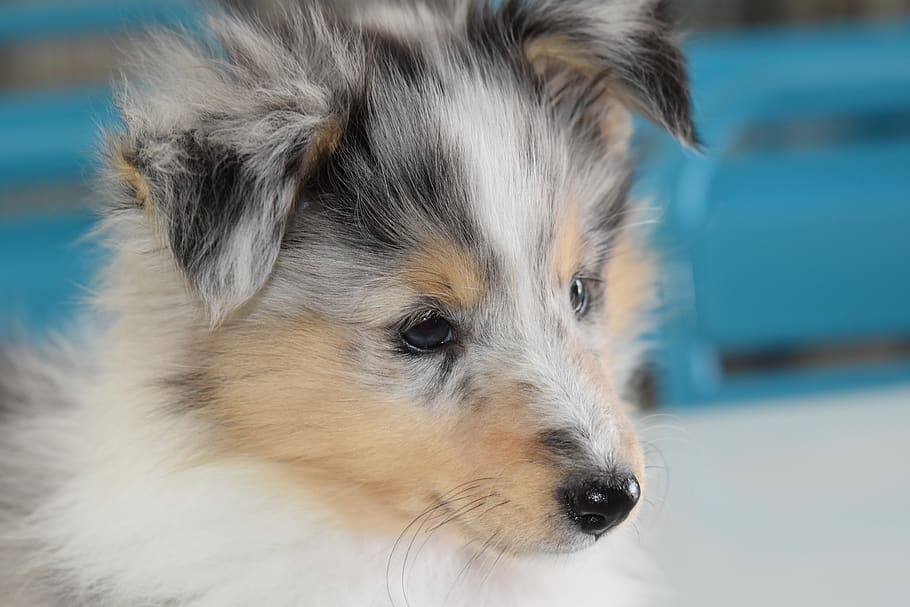 dog, bitch, young bitch, puppy, puppy shetland sheepdog, portrait of shetland sheepdog, HD wallpaper