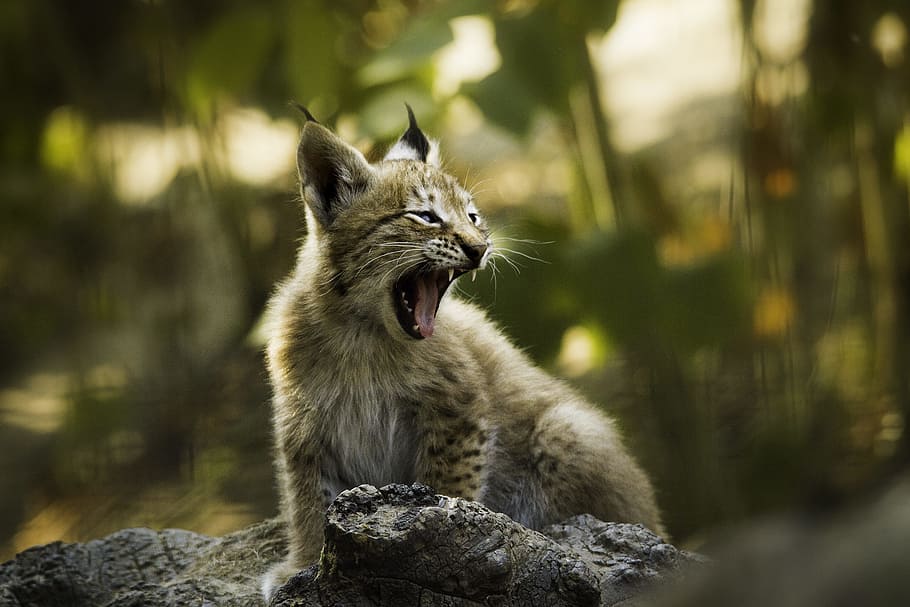 selective focus photography of lynx cub, kitten, feline, cat