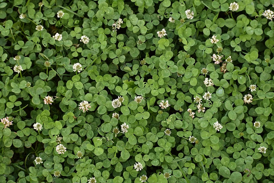 background, green, clover, template, nature, leaves, the structure of the HD wallpaper